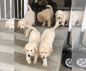 Goldendoodle Litter for sale in RIO LINDA, CA, USA