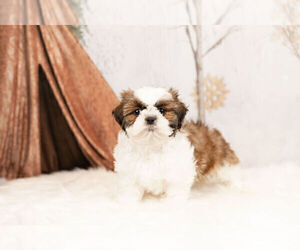 Shih Tzu Litter for sale in WARSAW, IN, USA