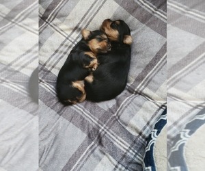 Yorkshire Terrier Litter for sale in MARIETTA, GA, USA