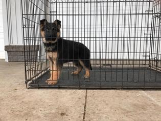 German Shepherd Dog Litter for sale in TOPEKA, IN, USA