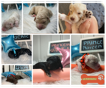 Small Photo #1 Goldendoodle Puppy For Sale in HOMESTEAD, FL, USA
