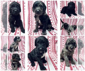 Goldendoodle Litter for sale in AUBURN, IN, USA