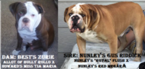 Small Photo #1 Olde English Bulldogge Puppy For Sale in DERBY, KS, USA