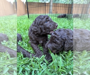 Labradoodle Litter for sale in MARBLE FALLS, TX, USA