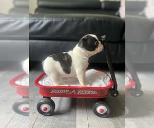 French Bulldog Litter for sale in CLIFTON, NJ, USA