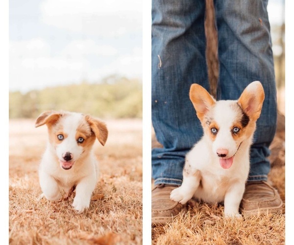 Medium Photo #1 Pembroke Welsh Corgi Puppy For Sale in MADISONVILLE, TX, USA