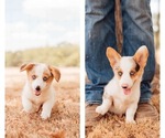 Small Photo #1 Pembroke Welsh Corgi Puppy For Sale in MADISONVILLE, TX, USA