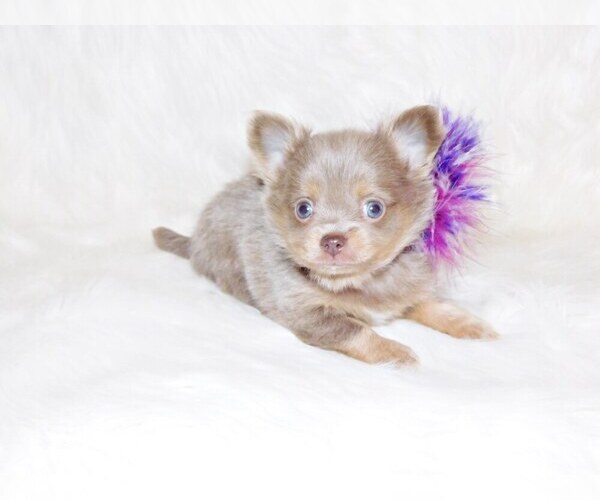 Medium Photo #1 Chihuahua Puppy For Sale in CHARLESTON, AR, USA