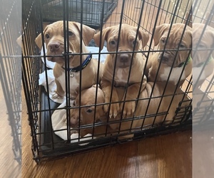 American Pit Bull Terrier Litter for sale in PRESTON, CT, USA