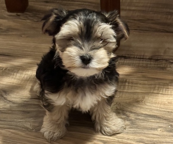 Medium Photo #1 Morkie Puppy For Sale in BOWLING GREEN, KY, USA