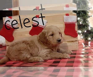 Goldendoodle Litter for sale in BETHEL, PA, USA
