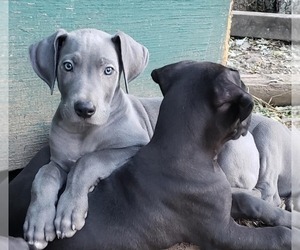 Great Dane Litter for sale in INDEPENDENCE, MO, USA