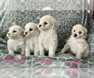 Poodle (Toy) Litter for sale in ENCINITAS, CA, USA