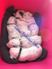 Dalmatian Litter for sale in VINE GROVE, KY, USA