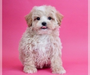 Maltipoo Litter for sale in WARSAW, IN, USA