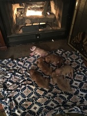 American Bully Litter for sale in ABERDEEN, NC, USA