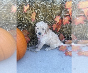 Goldendoodle-Poodle (Standard) Mix Litter for sale in FAIRMONT, NC, USA