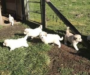 Great Pyrenees Litter for sale in VERNONIA, OR, USA