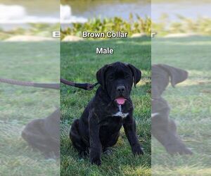 Cane Corso Litter for sale in MOORESVILLE, IN, USA