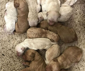 Goldendoodle Litter for sale in NEW BLOOMFIELD, MO, USA