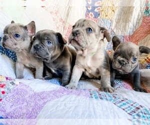 French Bulldog Litter for sale in PASO ROBLES, CA, USA