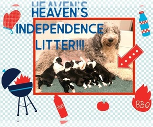 Sheepadoodle Litter for sale in FORT LUPTON, CO, USA
