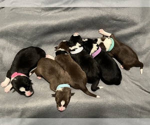 Border Collie Litter for sale in EAGLE POINT, OR, USA