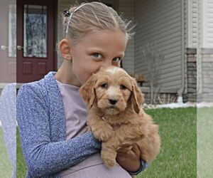 Goldendoodle Litter for sale in MILLERSBURG, OH, USA
