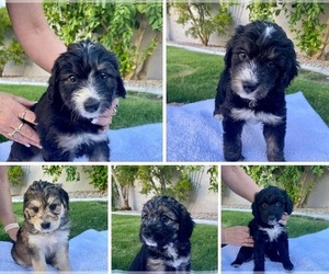 Aussiedoodle Litter for sale in LAS VEGAS, NV, USA