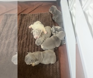 French Bulldog Litter for sale in RICHMOND, KY, USA