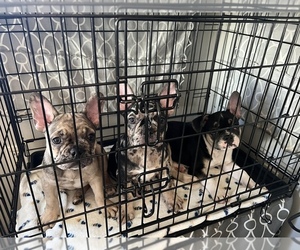 French Bulldog Litter for sale in SAN FRANCISCO, CA, USA