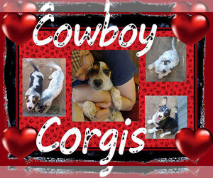 Cowboy Corgi Litter for sale in GALLEGOS, NM, USA