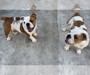 English Bulldog Litter for sale in LOS ANGELES, CA, USA