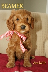 Australian Labradoodle Litter for sale in ANDOVER, MN, USA