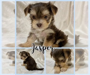 Morkie Litter for sale in BONNIEVILLE, KY, USA