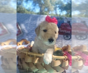 Goldendoodle-YorkiePoo Mix Litter for sale in DELAND, FL, USA