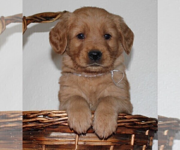 Medium Photo #1 Golden Retriever Puppy For Sale in PLACERVILLE, CA, USA