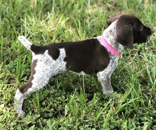Medium Photo #1 German Shorthaired Pointer Puppy For Sale in VANCLEAVE, MS, USA