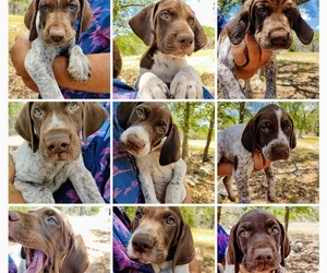 German Shorthaired Pointer Litter for sale in BLANCO, TX, USA