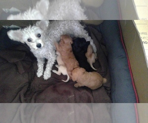 Poodle (Toy)-Schnoodle (Miniature) Mix Litter for sale in NEW PLYMOUTH, ID, USA