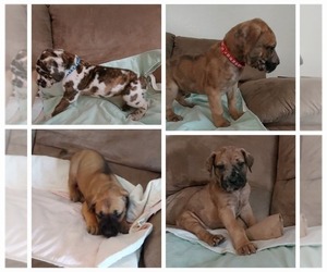 Great Dane Litter for sale in BRUCETON, TN, USA