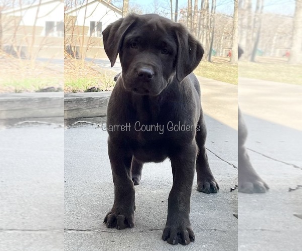 Medium Photo #1 Labrador Retriever Puppy For Sale in SWANTON, MD, USA