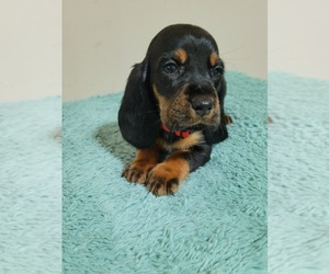 Basset Hound Litter for sale in PETERSBURG, IN, USA