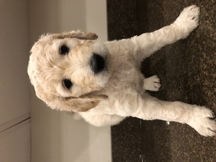 Goldendoodle Litter for sale in SAMMAMISH, WA, USA