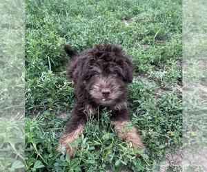 Aussiedoodle Miniature Litter for sale in UNIONVILLE, IA, USA