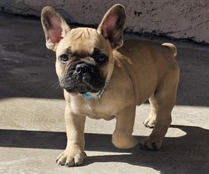 French Bulldog Litter for sale in SAN YSIDRO, CA, USA