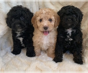 Poodle (Toy) Litter for sale in AUBURN, CA, USA