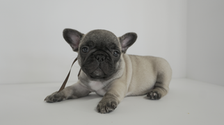 French Bulldog Litter for sale in BRISTOW, VA, USA