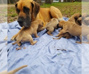 Great Dane Litter for sale in SCURRY, TX, USA