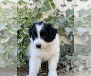 Border-Aussie Litter for sale in ANTELOPE, CA, USA